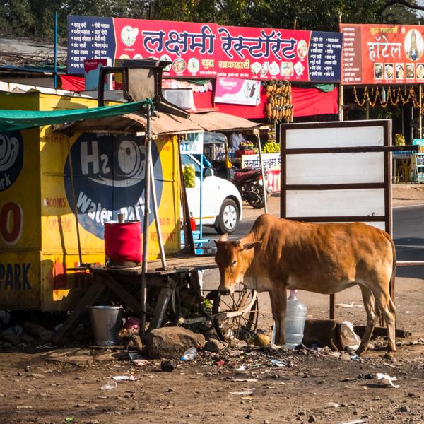 "Wo die Kühe heilig sind" (2018)