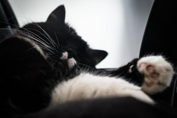 "sleeping (like a boss)"